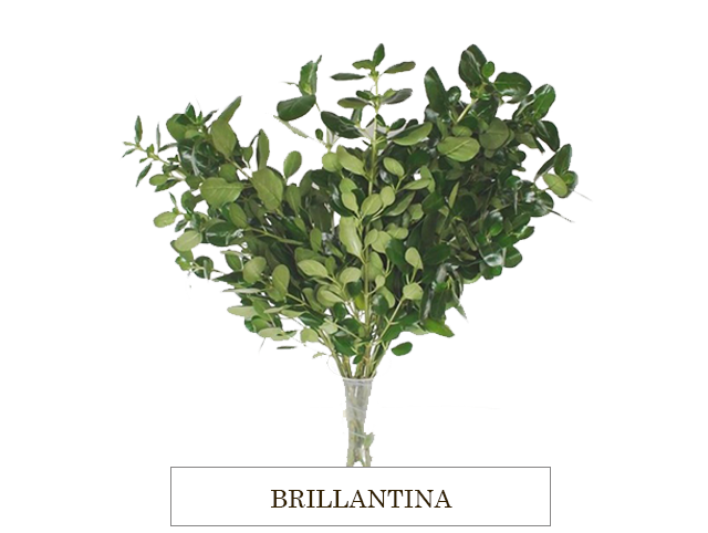 BRILLANTINA