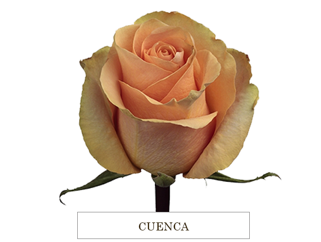 CUENCA