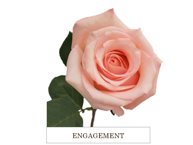 ENGAGEMENT