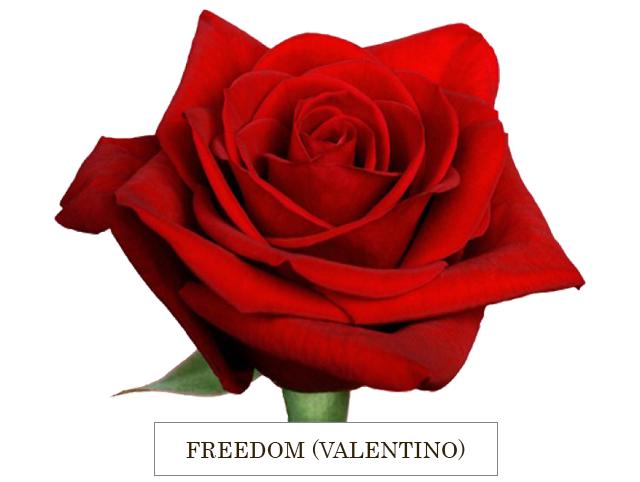 FREEDOM VALENTINO