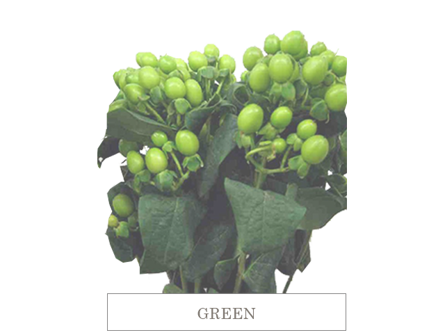 GREEN.png70