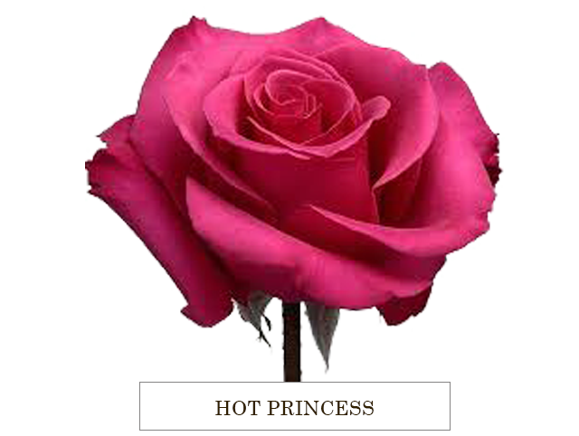 HOT PRINCESS