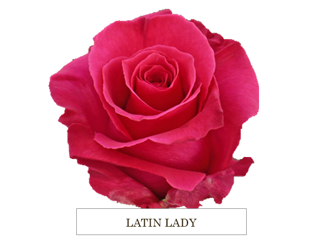 LATIN