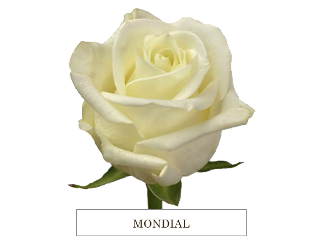 MONDIAL