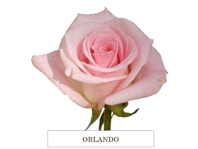 ORLANDO