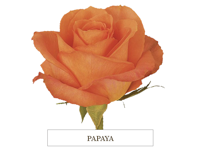 PAPAYA