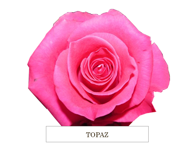 TOPAzzZ