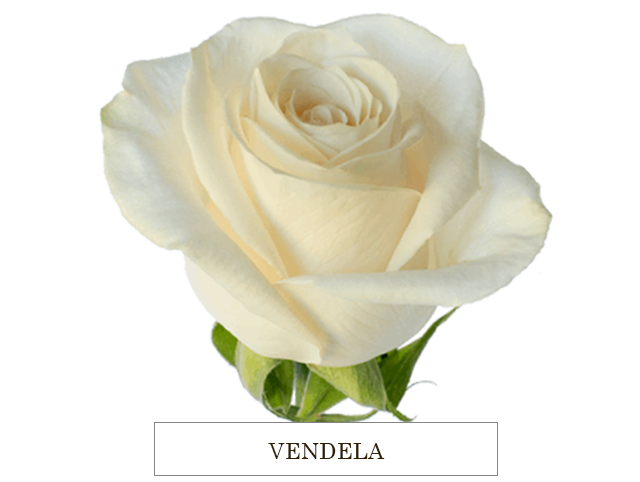 VENDETA