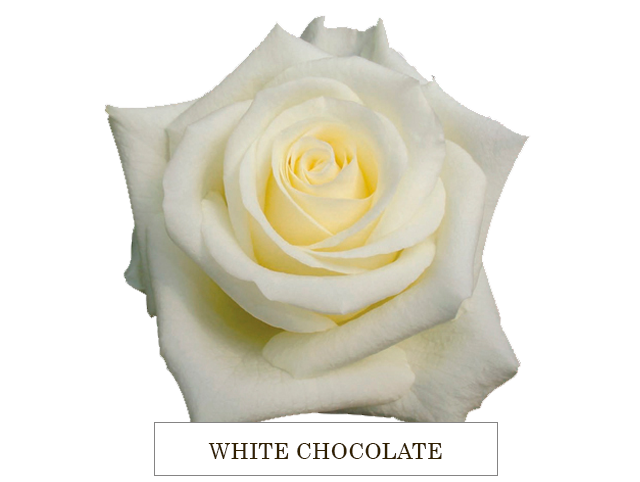 WHITE CHOCOLATE