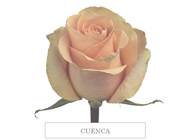 cuenca 70