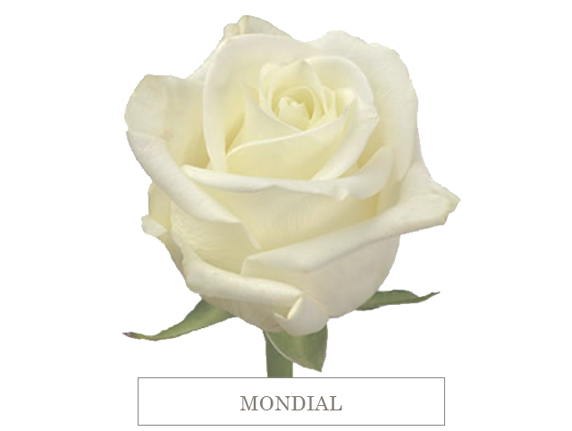 mondial 70