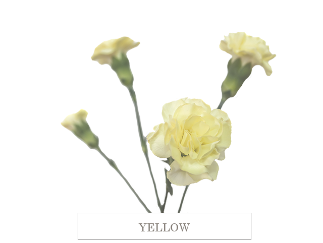 yellow 70